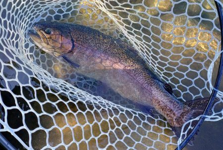 10/23　でっかいロックトラウトをキャッ…